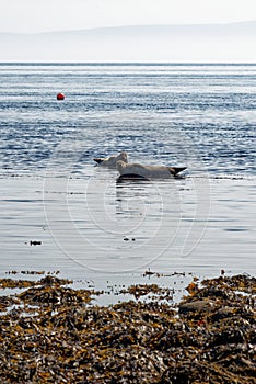 Common Seal on the shore of the Isle of Arran