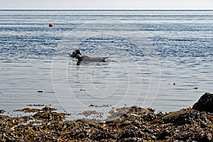 Common Seal on the shore of the Isle of Arran