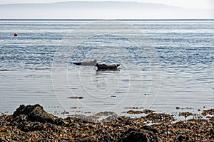 Common Seal on the shore of the Isle of Arran