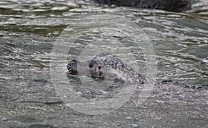 Common seal swimming