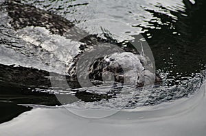 Common seal swimming