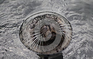 Common seal swimming