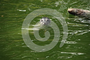 common seal swimming in the water of the Ouwehands Dierenpark