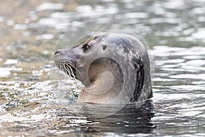 Common seal in the water with visible ear opening