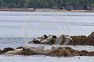 Common seals basking on rocks during the summer