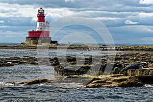 Common Seals and Longstone Lighthouse in the farne Islands - United Kingdom