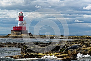 Common Seals and Longstone Lighthouse in the farne Islands - United Kingdom