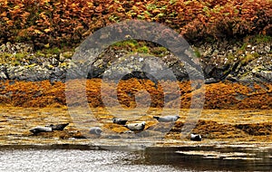 Common seals, (Phoca vitulina) Scotland