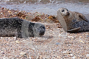 Common seals resting on the beach