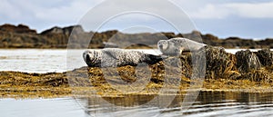 Common seals resting