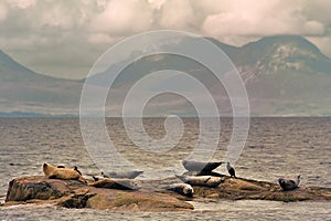 Common seals, Scotland (Phoca vitulina)