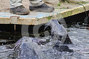 Common seals swimming