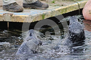 Common seals swimming