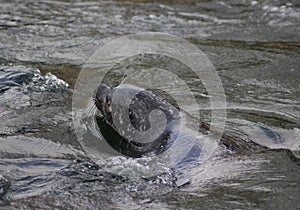Common seals swimming