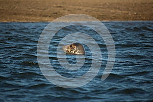 Common seals swimming and basking in the sun in the water and on the beaches around Blakeney, Norfolk, UK