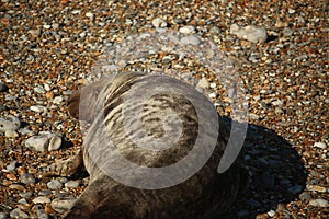 Common seals swimming and basking in the sun in the water and on the beaches around Blakeney, Norfolk, UK