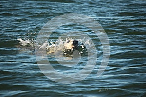 Common seals swimming and basking in the sun in the water and on the beaches around Blakeney, Norfolk, UK