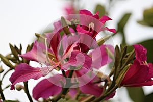 An common seasonal Asiatic pink lily with gradient touch flower with blurred background.