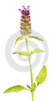 Common self-heal, brownwort or Prunella vulgaris isolated on white background. Medicinal plant