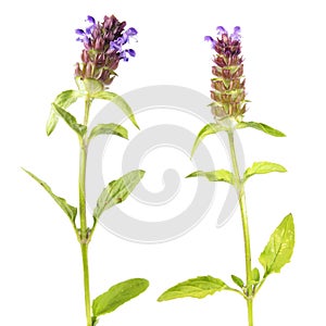 Common self-heal or brownwort or Prunella vulgaris isolated on white background. Medicinal plant