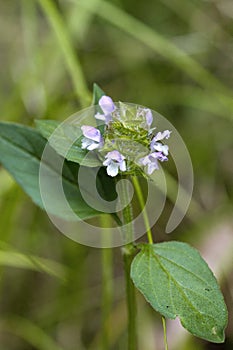 Common Self-heal - Heal All - Heart-of-the-Earth - Carpenter's Herb - Brownwort - Blue Curles -Prunella vulgaris