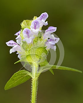 Common Self-heal - Heal All - Heart-of-the-Earth - Carpenter's Herb - Brownwort - Blue Curles -Prunella vulgaris