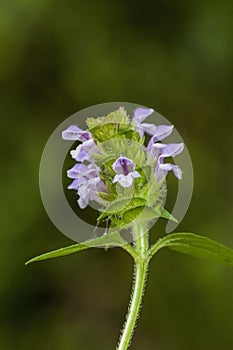 Common Self-heal - Heal All - Heart-of-the-Earth - Carpenter's Herb - Brownwort - Blue Curles -Prunella vulgaris