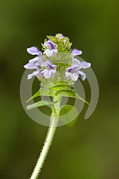 Common Self-heal - Heal All - Heart-of-the-Earth - Carpenter's Herb - Brownwort - Blue Curles -Prunella vulgaris