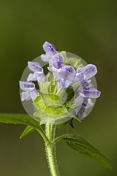 Common Self-heal - Heal All - Heart-of-the-Earth - Carpenter's Herb - Brownwort - Blue Curles -Prunella vulgaris