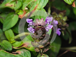 Common Self-Heal or Heal-All, Prunella Vulgaris, flowers macro, selective focus, shallow DOF