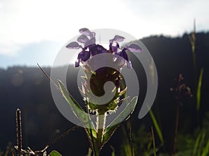 Common self-heal