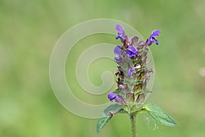 Common self heal prunella vulgaris