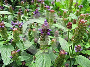 Common self-heal, Prunella vulgaris