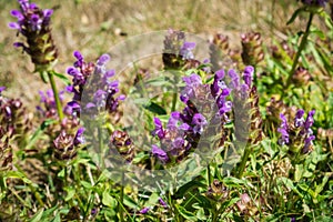 Common self heal Prunella Vulgaris blooming in South Slough National Estuarine Research Reserve, Coos Bay, Oregon