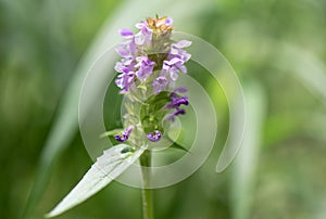 Common self-heal, Prunella vulgaris, flower