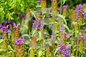 Common self-heal or Prunella vulgaris