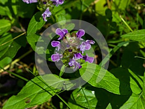 Common Self-Heal, Prunella Vulgaris, flower and leaves macro, selective focus, shallow DOF