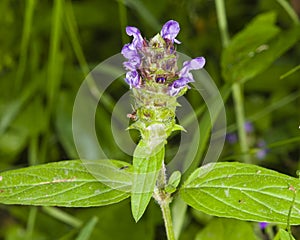 Common Self-Heal, Prunella Vulgaris, flower and leaves macro, selective focus, shallow DOF