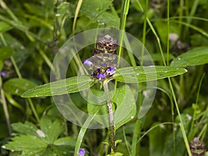 Common Self-Heal, Prunella Vulgaris, flower and leaves macro, selective focus, shallow DOF