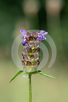 Common self heal prunella vulgaris