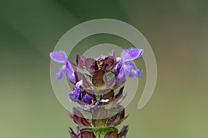 Common self heal prunella vulgaris