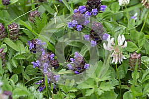 Common self-heal, Prunella vulgaris and white clover, Trifolium repens