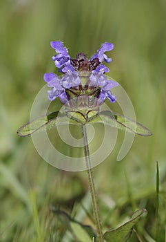 Common Selfheal