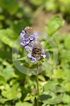 Common Selfheal