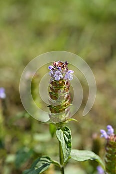 Common Selfheal