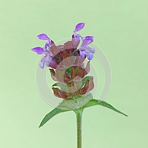 Common selfheal (Prunella vulgaris)