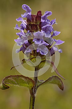Common Selfheal