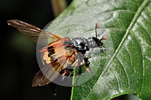 Common sexton beetle (Nicrophorus investigator) with wings open