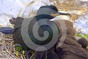 Common shag on nest with chicks