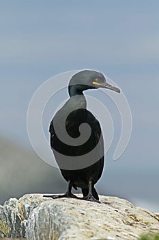 Common shag Phalacrocorax aristotelis standing on the rock